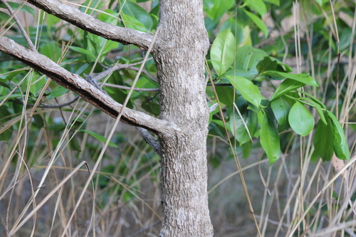 Carallia brachiata, photograph 3