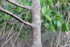 Carallia brachiata, photograph (c) Stella Fish, some rights reserved (CC BY)