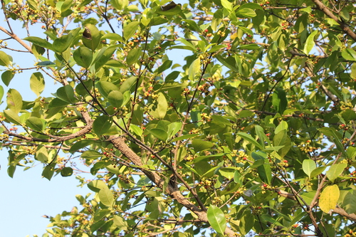 Carallia brachiata, photograph 2
