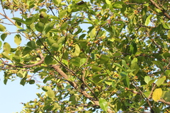 Carallia brachiata, photograph (c) Stella Fish, some rights reserved (CC BY)