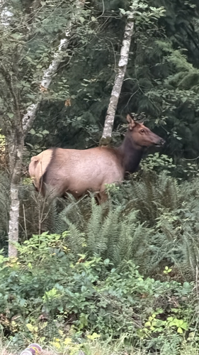 Wapiti