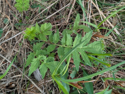 common valerian