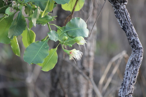 Planchonia careya, photograph 3