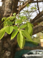 Ulmus