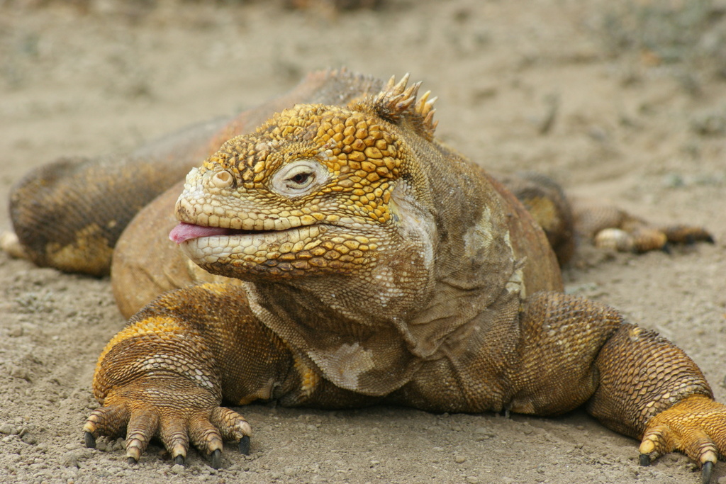 Galápagos Land Iguanas