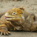 Iguana Terrestre de Galápagos - Photo (c) Tim Ellis, algunos derechos reservados (CC BY-NC)