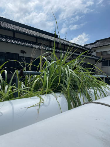 Miscanthus sinensis, photograph 2