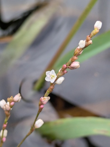 swamp smartweed
