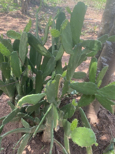 Cochineal Nopal Cactus