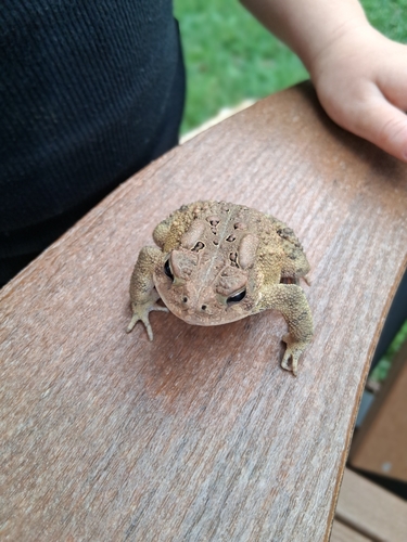 American Toad