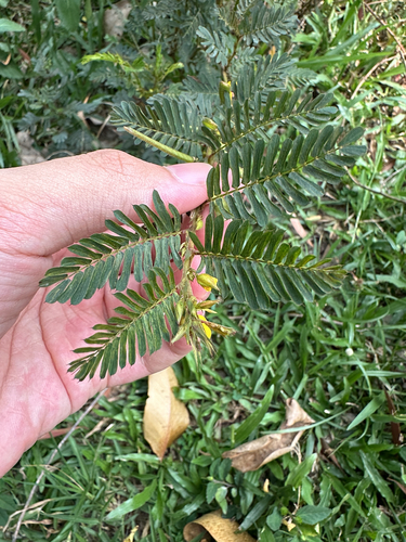 Chamaecrista mimosoides observed 2026-09-20