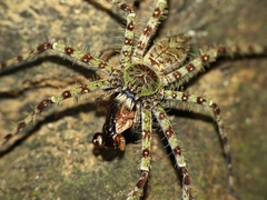 Heteropodinae