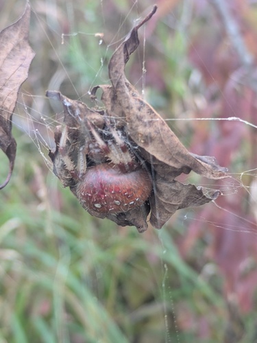 Shamrock Orbweaver