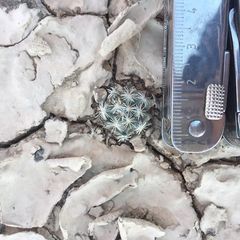 Mammillaria coahuilensis