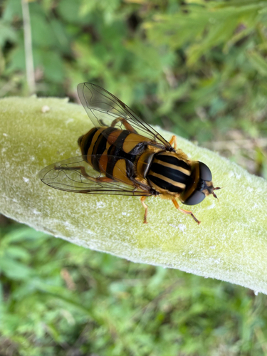 Narrow-headed Marsh Fly