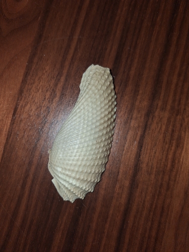 Cyrtopleura costata, 2026-09-19