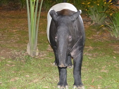 Tapirus indicus