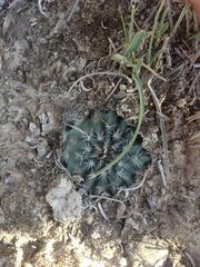 Echinocereus sharpii
