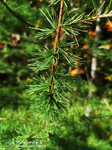 tamarack