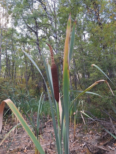 broadleaf cattail
