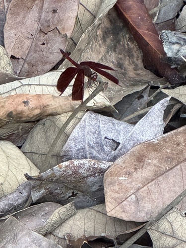 Common Parasol