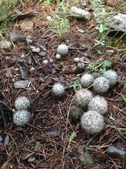 Escobaria dasyacantha