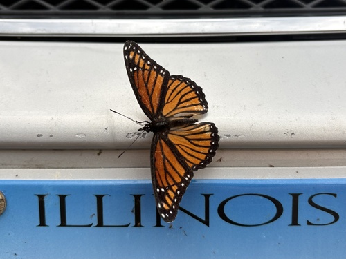 Viceroy