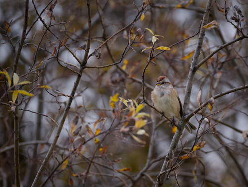 American Tree Sparrow