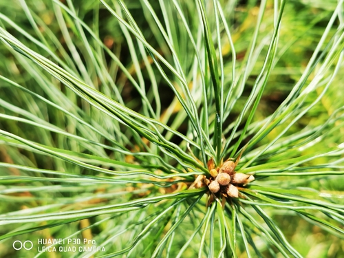 eastern white pine