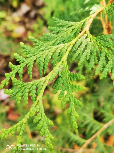 northern whitecedar
