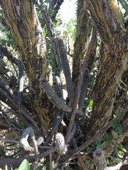 Echinocereus kroenleinii