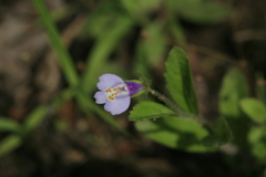 Mazus pumilus