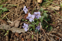 Viola grypoceras