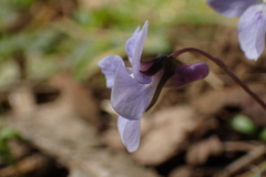 Viola grypoceras