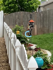 Haemorhous mexicanus