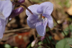 Viola grypoceras