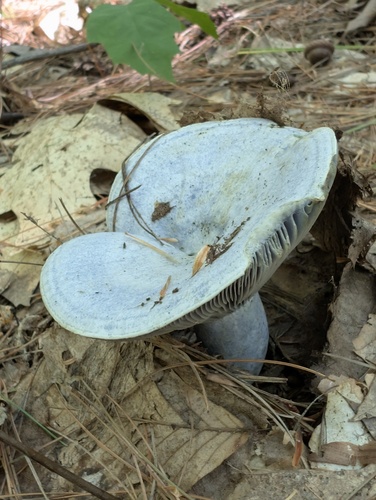indigo milk cap