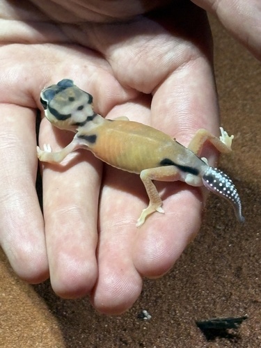 Smooth Knob-tailed Gecko
