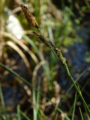 Carex elata