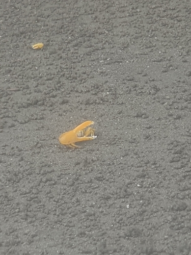 Citrus Fiddler Crab
