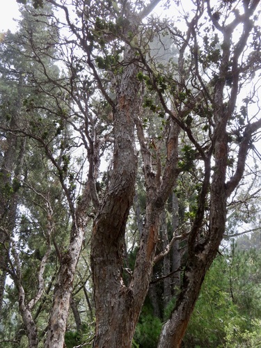 Metrosideros polymorpha observed 2026-09-19