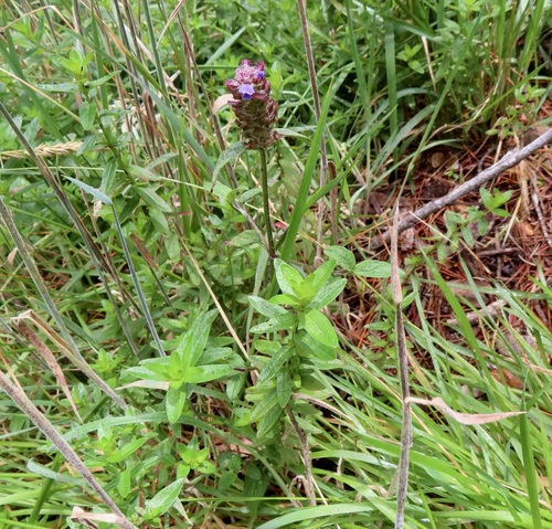 Prunella vulgaris observed 2026-09-19