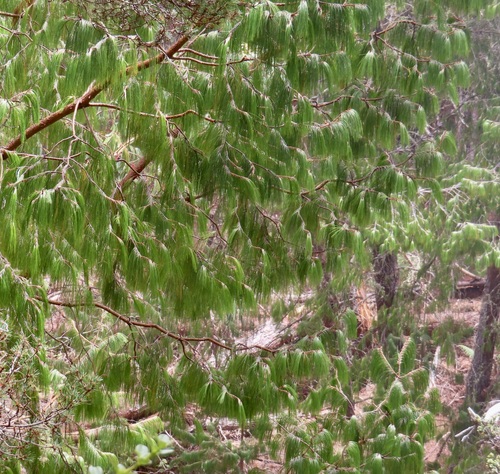 Pinus observed 2026-09-19