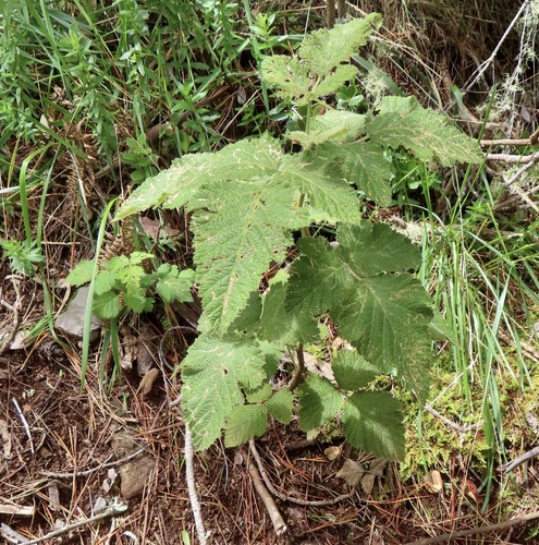 Rubus hawaiensis observed 2026-09-19