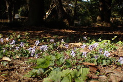 Viola grypoceras