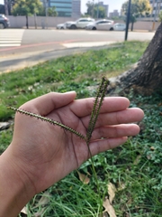 Paspalum notatum