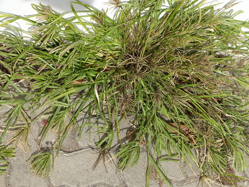 Eleusine coracana, photograph 5