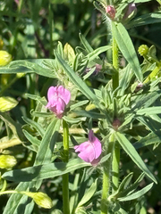Misopates orontium