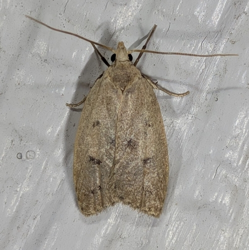 Gold-striped Leaftier Moth