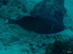 Sufflamen chrysopterum